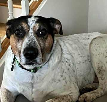 Photo of Kovu