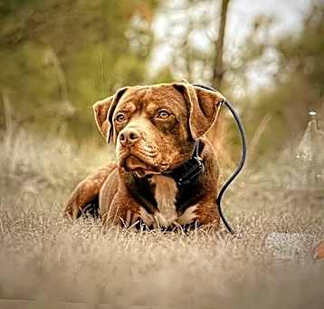 Photo of Bonnie