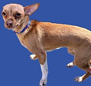 Photo of Peaches