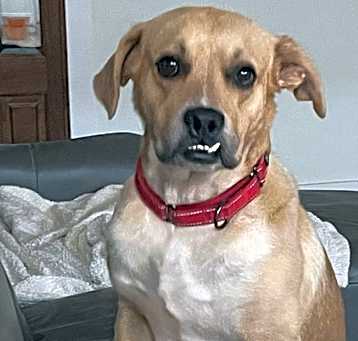 Photo of Amos