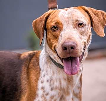 Photo of Rocco