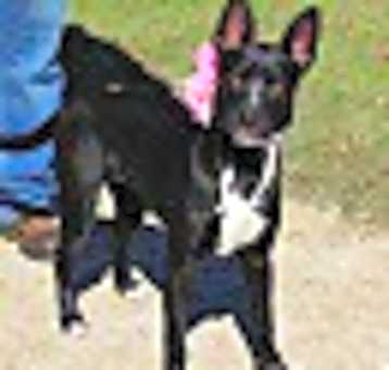 Photo of Dixie