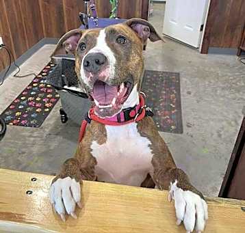 Photo of Bounce