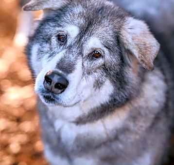 Photo of DAKOTA