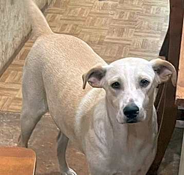 Photo of Ranger