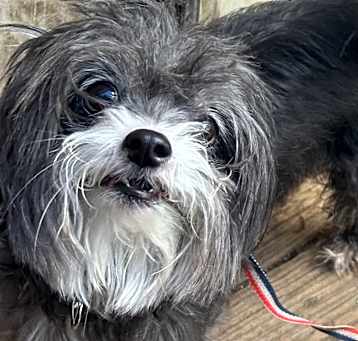 Photo of Adopt a Senior!