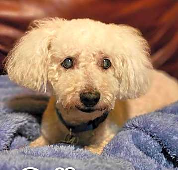 Photo of Odie - RICHMOND, IN