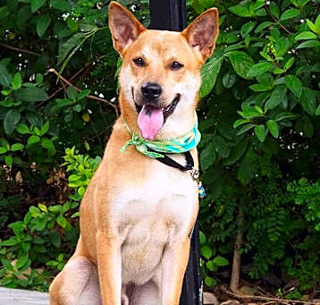 Photo of Hachi