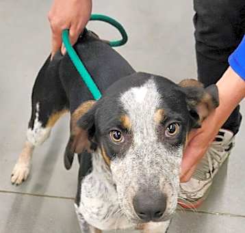 Photo of Buddy