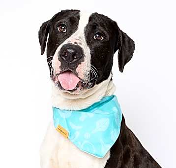 Photo of Sox