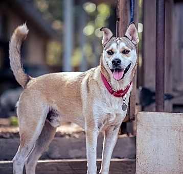 Photo of Chevy