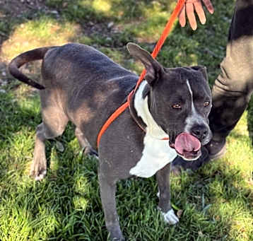 Photo of Blue