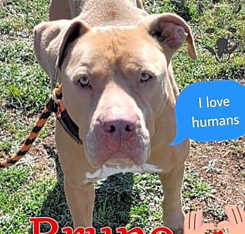 Photo of Bruno