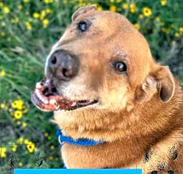 Photo of RUSTY