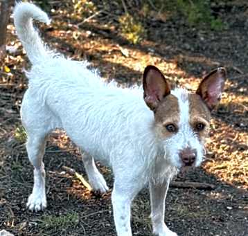Photo of Toby
