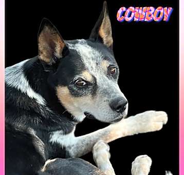 Photo of COWBOY