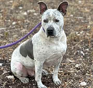 Photo of Oreo