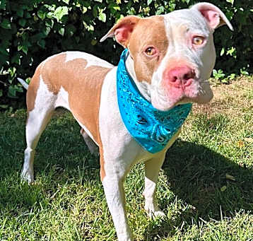 Photo of Ziggy