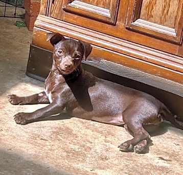 Photo of Pollyanna