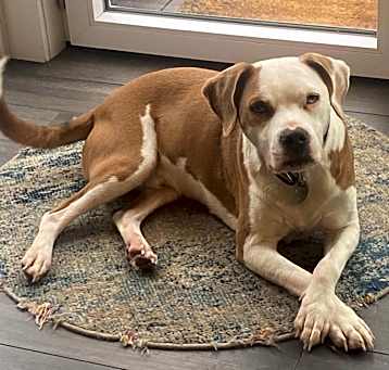 Photo of Comet