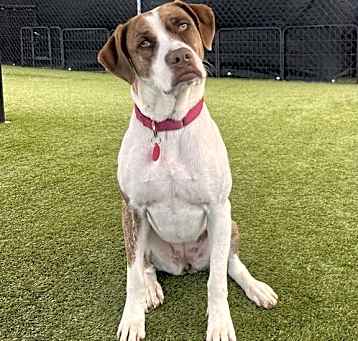 Photo of Ivy - Courtesy Post