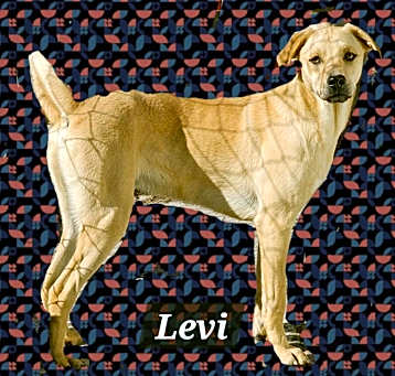 Photo of Levi