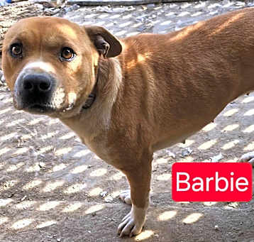 Photo of Barbie