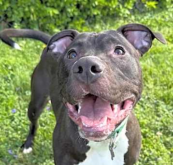 Photo of Brenda *Adopt or Foster *