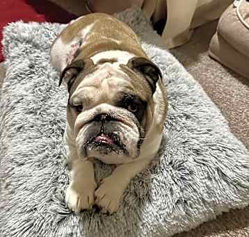 Photo of Caesar