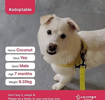 Photo of Coconut(D)