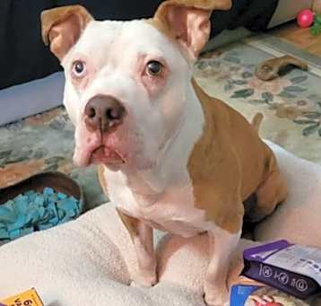 Photo of Louie
