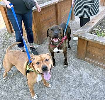 Photo of Dora (Bonded w/ Diego)