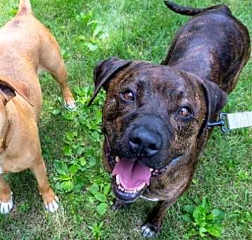 Photo of Diego (Bonded w/ Dora)