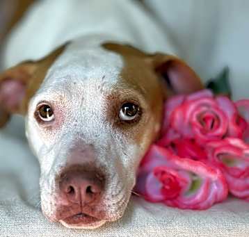 Photo of Lacey