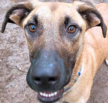 Photo of Buddy