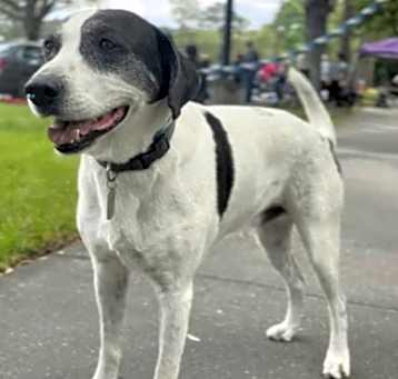 Photo of Oreo