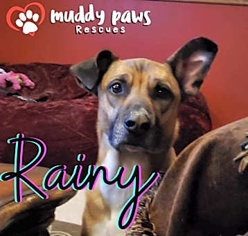 Photo of Rainy (Courtesy Post)