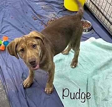 Photo of ares