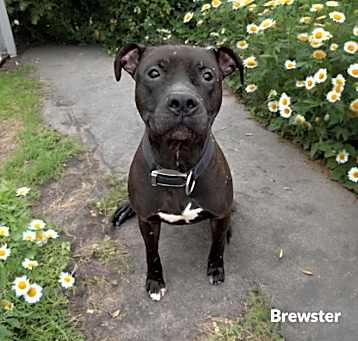 Photo of Brewster