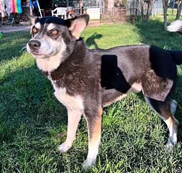 Photo of Taz