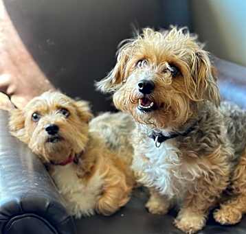 Photo of Jazz and Wobbles