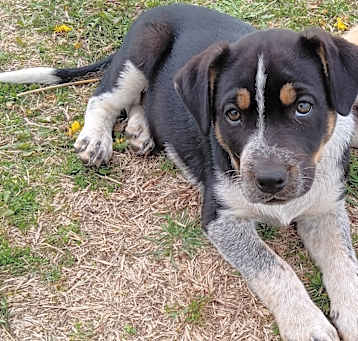 Photo of Bessie