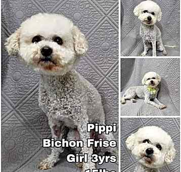 Photo of Pippi from Korea