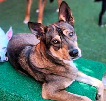 Photo of Luna