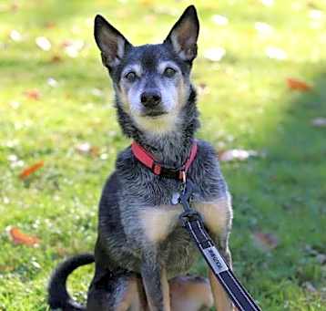 Photo of ROSCOE - SWEET SENIOR