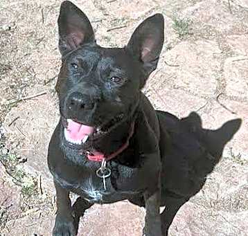 Photo of Luna