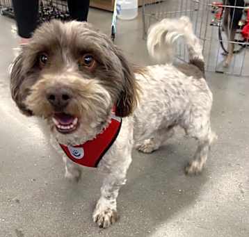 Photo of SAM (Lhasa)