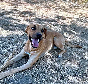 Photo of Beau