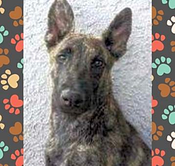 Photo of Shadow