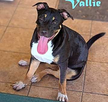 Photo of Vallie